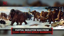 Check Out This Mammoth Discovery in Russia as 10,000-Year-Old Partial Skeleton Found