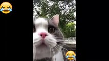 Gatos Graciosos - Videos de Risa de Gatos Chistosos