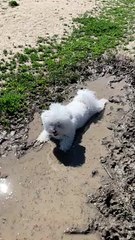 Happy Pooch Cools Off in Mud Puddle