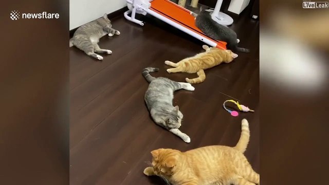 Des chats traumatisés à vie par un éternuement