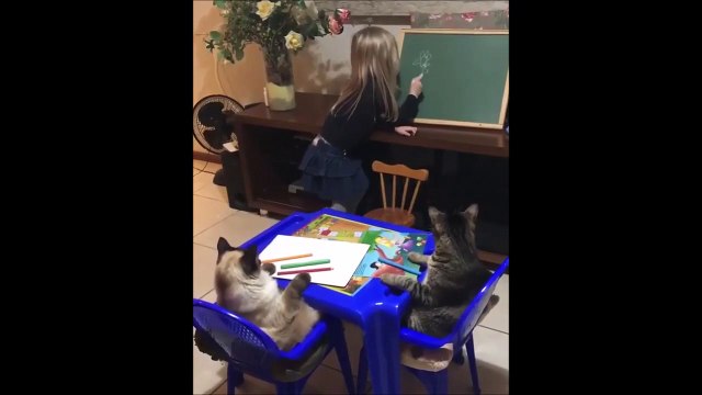 Confinement : les chats aussi font l'école à la maison