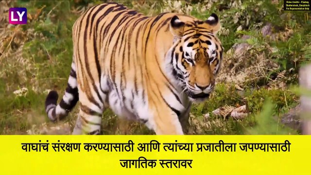 International Tiger Day 2020: जागतिक व्याघ्र दिन निमित्त जाणून घ्या 'वाघ' बद्दल काही खास गोष्टी