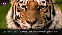 International Tiger Day 2019: Meet Indias Famous Wild Tigers On Global Tiger Day