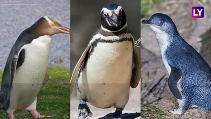 Fascinating Penguin Facts to Know on World Penguin Day
