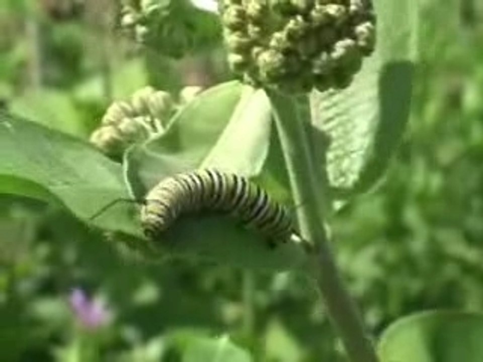 A Caterpillar Eating