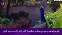 PM Narendra Modi निसर्गाच्या सनिध्यात;  मोरासोबत व्हिडिओ सोशल मीडिया वर व्हायरल, Watch Video