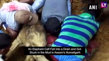 Baby Elephant Rescued By Locals From A Muddy Ditch in Golaghat, Assam