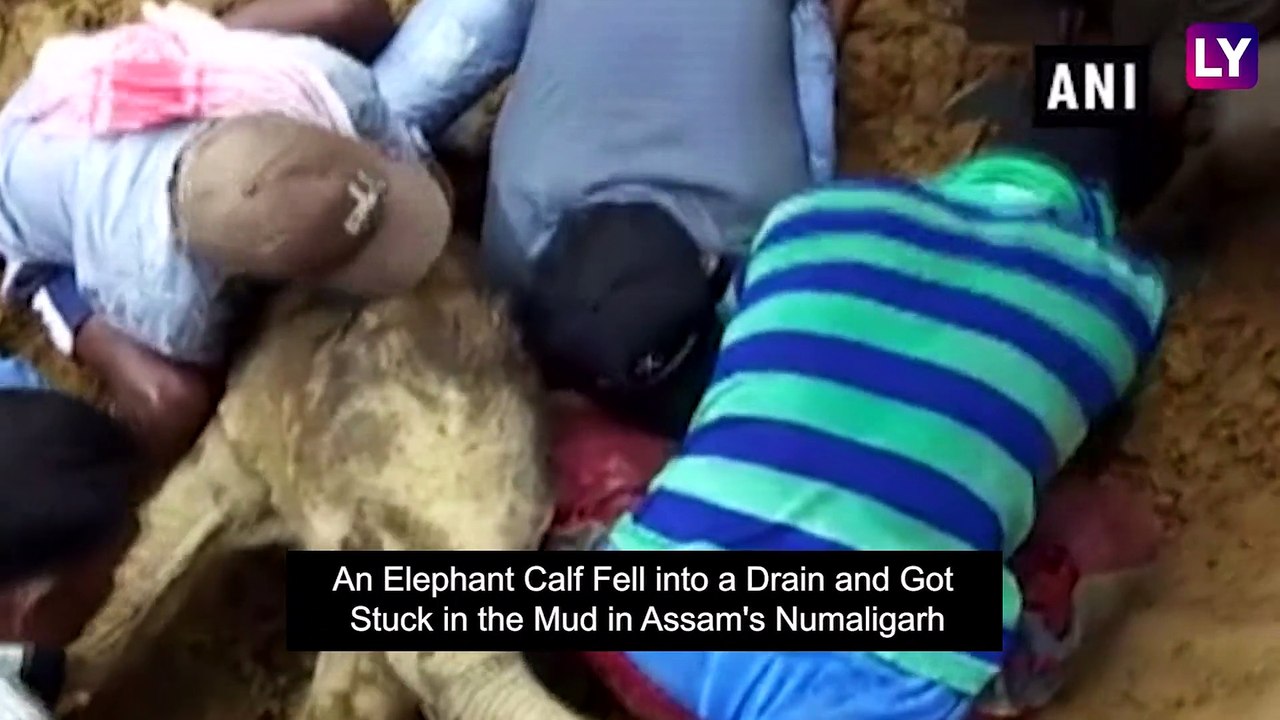 Baby Elephant Rescued By Locals From A Muddy Ditch in Golaghat, Assam