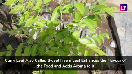 Ways To Use Curry Leaves Or Kadi Patta To Lose Weight