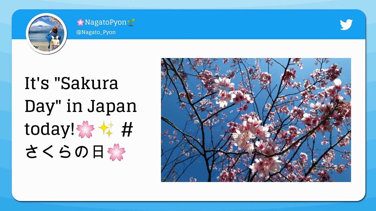 Japan to Celebrate Sakura Day Early This Year? Cherry Blossom 2019 Blooms in Tokyo & People Cant Keep Calm