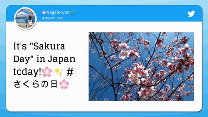 Japan to Celebrate Sakura Day Early This Year? Cherry Blossom 2019 Blooms in Tokyo & People Cant Keep Calm