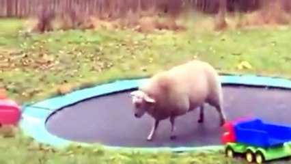 SHORT MEME VIDEOS RANDOM SHITPOST PART 10