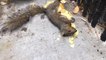 Guy Rescues Squirrel Stuck In Plastic Bag
