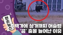 [15초 뉴스] 동네 쇼핑센터에 나타난 곰?...日 곰 출몰 늘어난 이유 / YTN