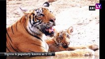 Rajasthan: Ranthambore Tiger Reserve Welcomes Three Cubs of Tigress T-73