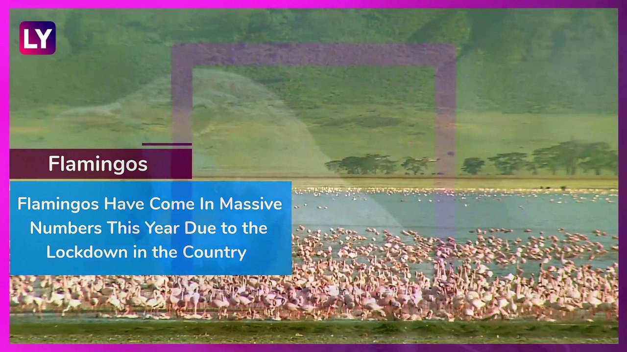 World Migratory Bird Day 2020: Six Birds That Migrate to India  In Winter