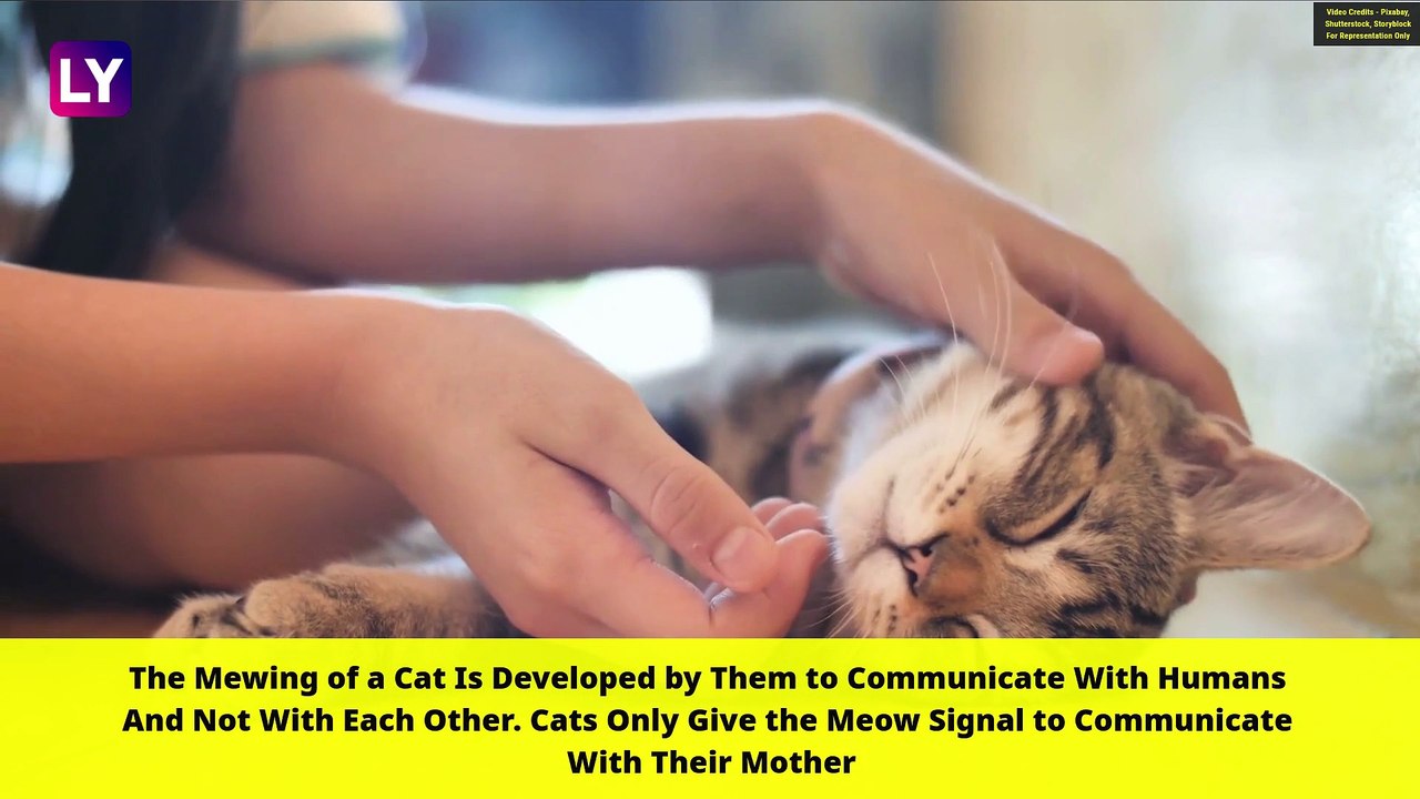 International Cat Day 2020: Interesting Facts About These Felines That You May Not Know