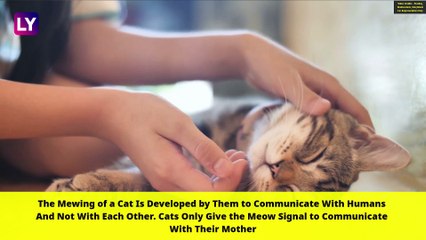 International Cat Day 2020: Interesting Facts About These Felines That You May Not Know