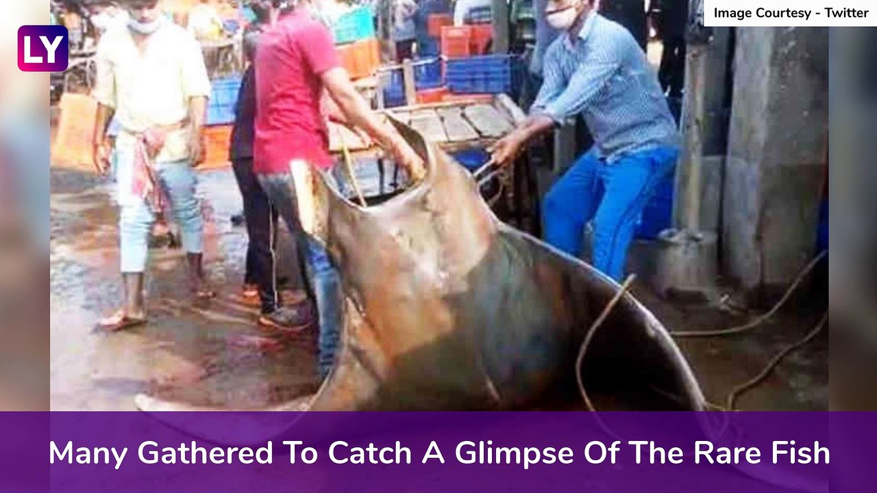 Rare Fish Chilshankar, Weighing 800 Kg Caught I...