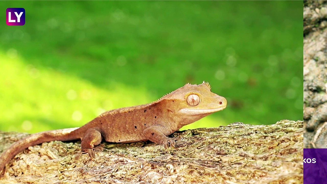 World Lizard Day 2020: Interesting Facts About...