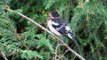 Rose Breasted Grosbeak Juvenile Male