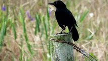 Boat Tailed Grackle Calling and Displaying