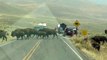 Huge Bison Herd Crosses Road - Yellowstone National Park