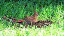 Northern Cardinal Kids and Dad