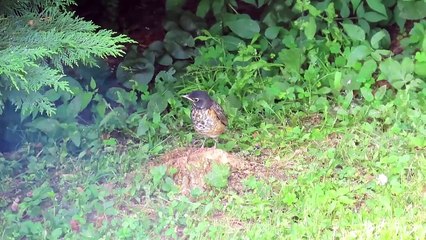 American Robin Parents Feeding Fledglings