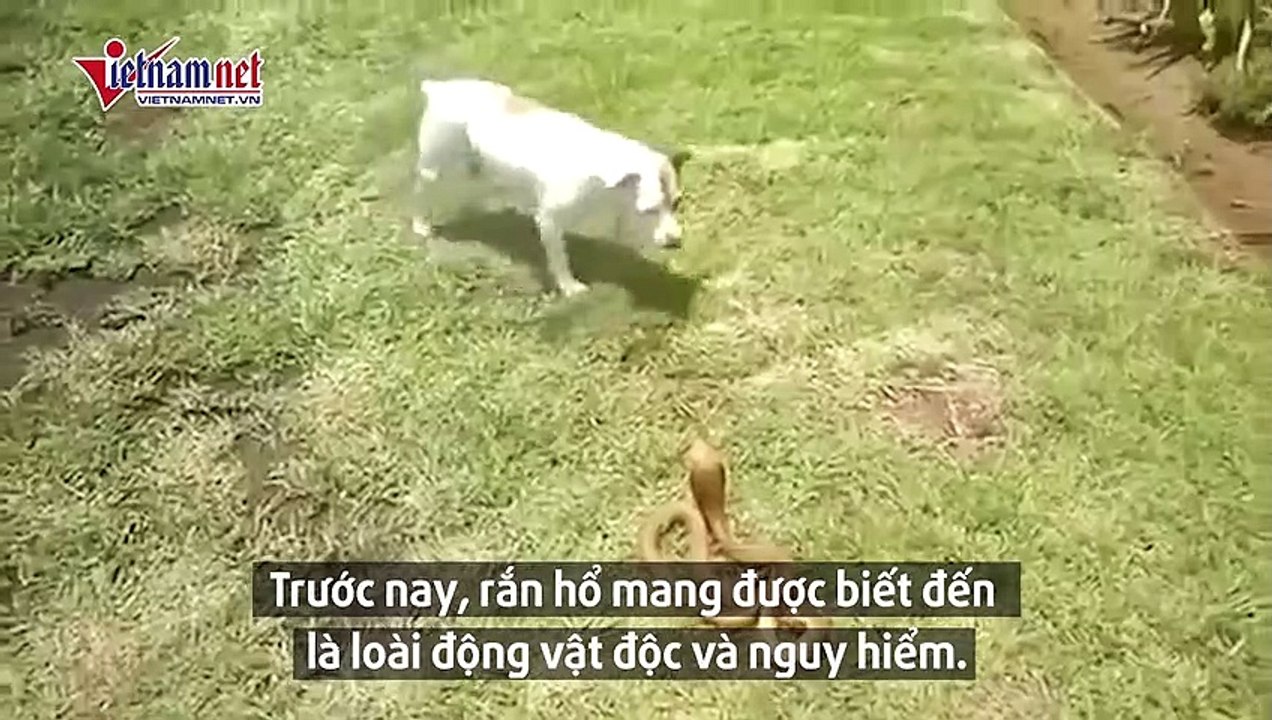 Đi vào lãnh địa cấm, hổ mang chúa bị chó nhà hành hạ đến chết