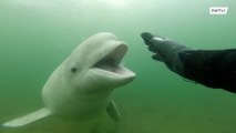 Mergulhador russo tem encontro com baleia Beluga perto da Ilha Popov