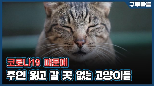 [구루마블] 코로나19로 주인 잃은 고양이들의 쉼터 / YTN