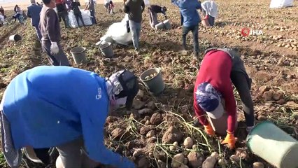 Patates sektöründen bu yıl 350 milyon TL gelir bekleniyor
