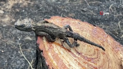 Yangın en çok onları vurdu... Onlarca yaban hayvanı yangında telef oldu