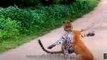 Dog barks and chases off leopard that came to attack him!