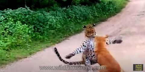 Dog barks and chases off leopard that came to attack him!