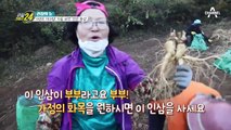 6년의 기다림! 가을의 보약 '진안 홍삼' 캐는 날~!