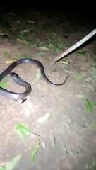 जब सांप ने कर लिया नाशा, देखिए क्या हुआ फिर