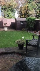 Incredibly rare white albino squirrel caught on camera scampering around Northampton garden