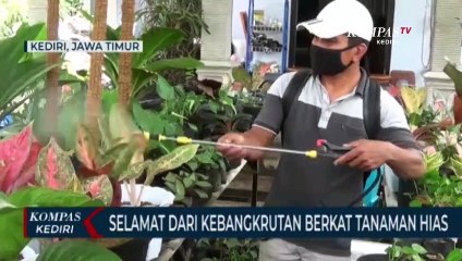 Hasilkan Belasan Juta Dari Budidaya Tanaman Hias