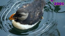 beautiful birds || sea birds || beautiful video