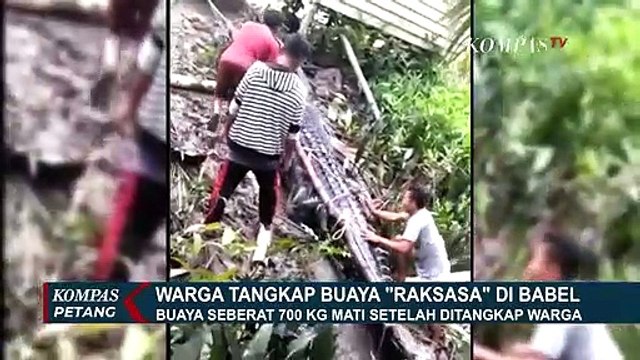 Buaya Raksasa 700 kg Mati Setelah Ditangkap Warga, Ini Penyebabnya