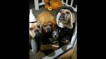 Estos perros rescatados tienen los más divertidos disfraces grupales para Halloween