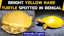 Bright yellow rare turtle spotted in West Bengal, What makes a turtle yellow | Oneindia News