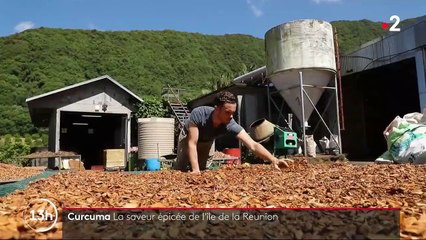 La Réunion : le curcuma, l'un des trésors de l'île