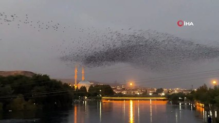 Sığırcıkların kandil gösterisi