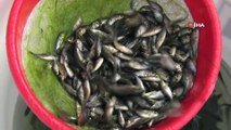 Cumhuriyetin  97. yılı anısına Keban Barajına 970 bin adet balık yavrusu bırakıldı