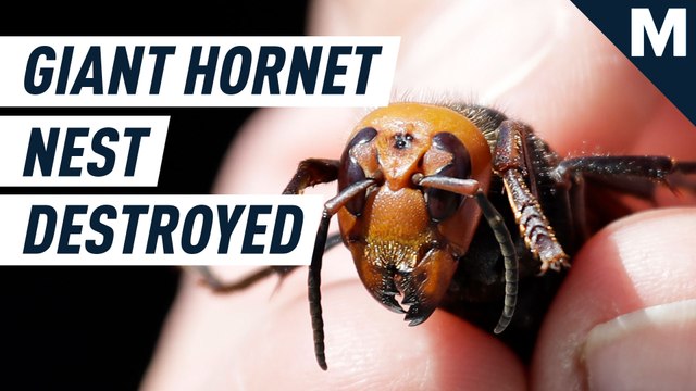 Here’s how scientists tracked, traced, and destroyed the first murder hornet nest found in the U.S.