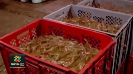 tn7-cultivo-de-camaron-opcion-si-se-veta-pesca-de-arrastre-281020