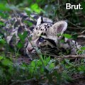 The clouded leopard, a tree-dweling feline